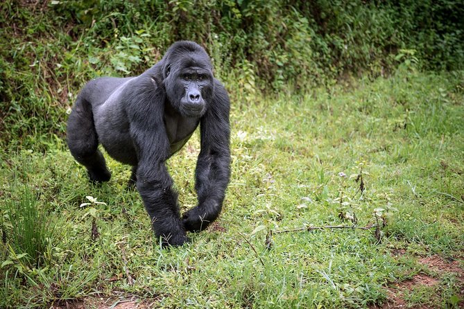 3-Day Gorilla Trekking Bunyonyi Mist Relaxation Safari - Lake Bunyonyi: a calm finish after a hard walk