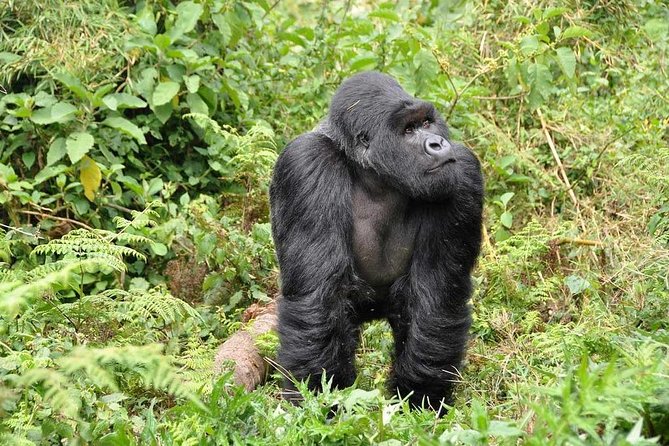 3-Day Gorilla Trekking Bunyonyi Mist Relaxation Safari - What the private format changes