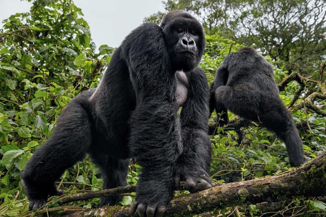 3-Day Gorilla Trekking Bunyonyi Mist Relaxation Safari - Physical demands and what to pack mentally