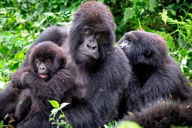 3-Day Gorilla Trekking Bunyonyi Mist Relaxation Safari - Day two: the Bwindi gorilla trek