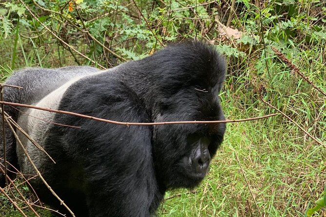 3 Day Gorilla Trekking Luxury Safari in Uganda - Day One: From Entebbe to the Bwindi Area