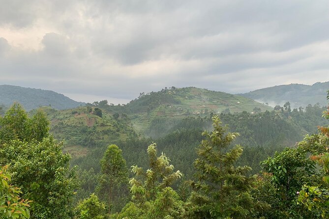 3 Day Gorilla Trekking Luxury Safari in Uganda - Is $3,765 Per Person Good Value?