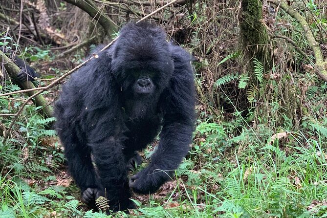 3 Day Gorilla Trekking Luxury Safari in Uganda - The Bamboo Ecotours Planning Advantage