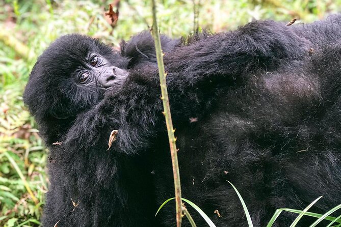 3 Day Gorilla Trekking Luxury Safari in Uganda - Booking Details and Cancellation Rules