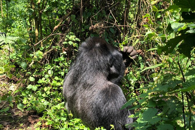 3 Day Gorilla Trekking Luxury Safari in Uganda - Day Two: Finding a Gorilla Family in Bwindi