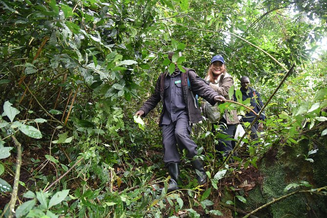 3-Day Gorilla Trekking safari in Bwindi Impenetrable Forest - Day 2: The Bwindi gorilla trek