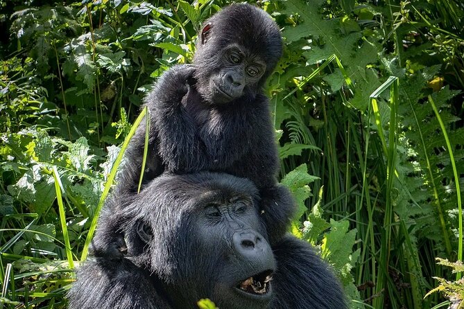 3-Day Gorilla Trekking safari in Bwindi Impenetrable Forest - Lake Bunyonyi: A calm finish to a hard morning