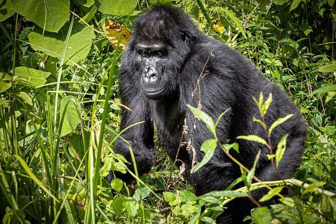 3-Day Gorilla Trekking safari in Bwindi Impenetrable Forest - Day 3: Returning to Entebbe