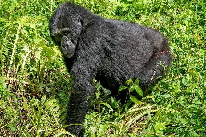 3-Day Gorilla Trekking safari in Bwindi Impenetrable Forest - What the $1,900 price really covers
