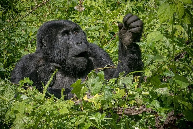 3-Day Gorilla Trekking safari in Bwindi Impenetrable Forest - Comfort, guides, and the private-tour advantage