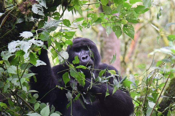 3-Day Gorilla Trekking safari in Bwindi Impenetrable Forest - The Batwa experience before the forest trek
