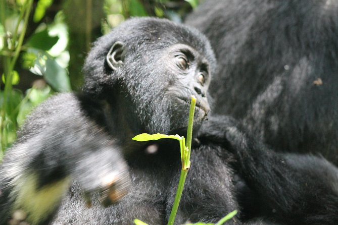 3-Day Gorillas trekking and Batwa Experience - What the $1,600 price buys you