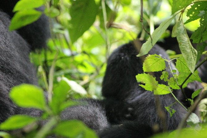 3-Day Gorillas trekking and Batwa Experience - Day 2: The gorilla trek