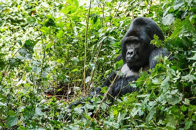 3-Day Gorillas trekking and Batwa Experience - The Batwa and village portion needs clear questions