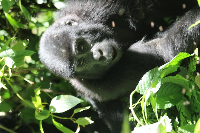 3-Day Gorillas trekking and Batwa Experience - Meals, lodging, and the practical comfort level