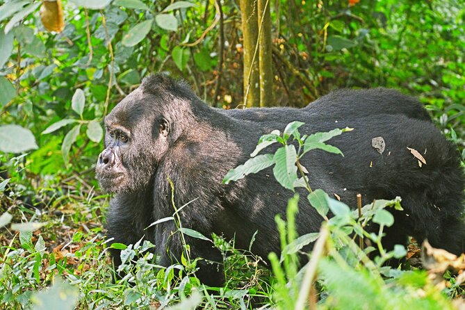 3 Day Guided Gorilla Tracking Safari At Bwindi National Park - Why Bwindi makes this three day trip worthwhile