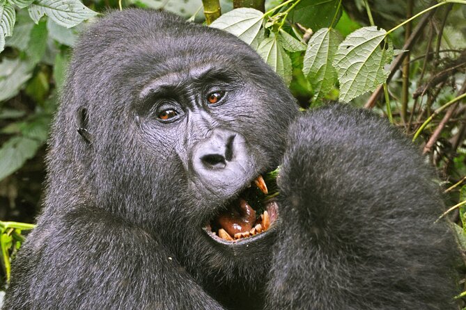 3 Day Guided Gorilla Tracking Safari At Bwindi National Park - Day 2: Finding the gorillas in Bwindi