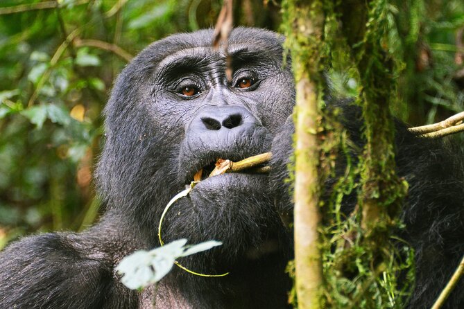 3 Day Guided Gorilla Tracking Safari At Bwindi National Park - Day 3: The long return through Mbarara and the Equator