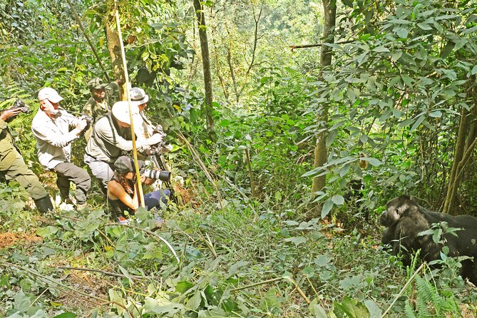 3 Day Guided Gorilla Tracking Safari At Bwindi National Park - What the existing praise tells you