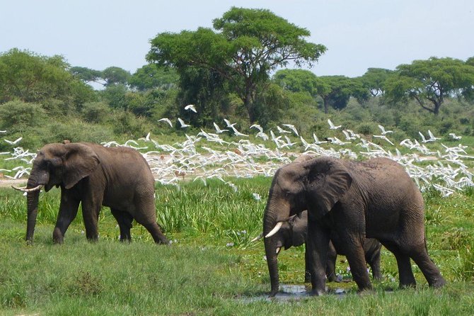 3-Day Mind Refreshing in Murchison Falls National Park - Why three days can work at Murchison Falls