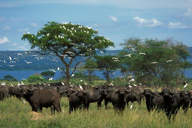 3-Day Mind Refreshing in Murchison Falls National Park - Wildlife, birds, and the right expectations