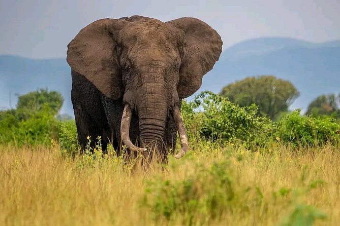 3 Day Murchison Falls' BIG 5 and Wildlife viewing Safari - The Albert Nile boat cruise to the Bottom of the Falls