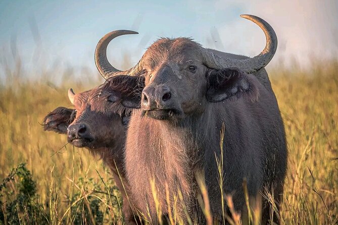 3 Day Murchison Falls' BIG 5 and Wildlife viewing Safari - Day three: the long return through Budongo Forest