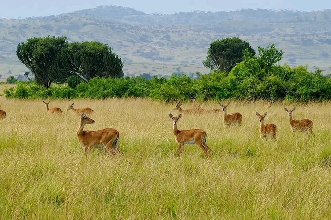 3 Day Murchison Falls' BIG 5 and Wildlife viewing Safari - Guide quality and the private safari advantage
