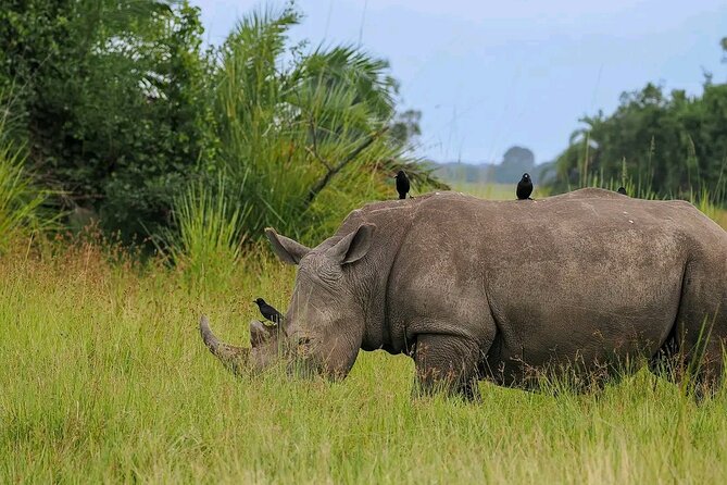 3 Day Murchison Falls' BIG 5 and Wildlife viewing Safari - Day one: Kampala to Ziwa and the thunder of Murchison Falls