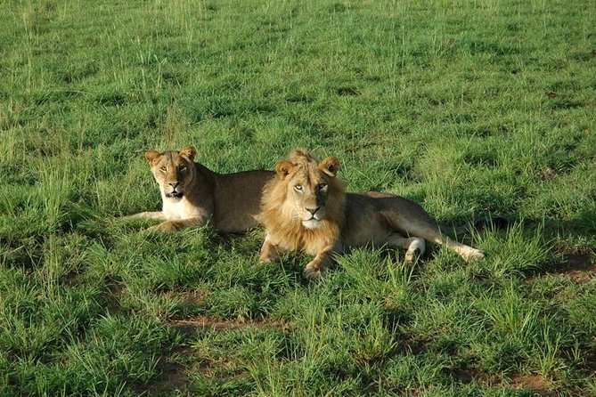 3-Day Murchison Falls National Park - Adventure Safari - Day two: game drives on the northern bank