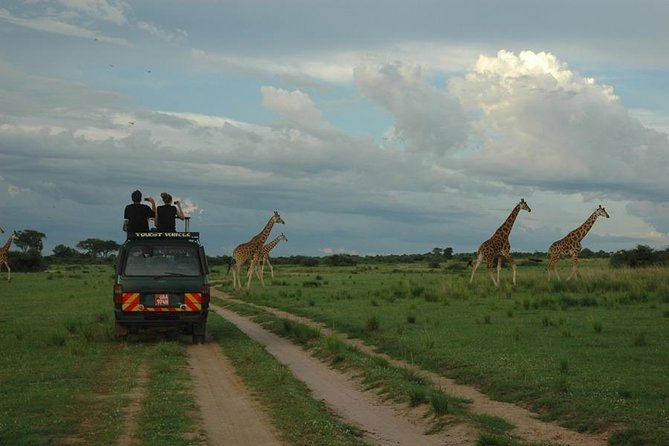 3-Day Murchison Falls National Park - Adventure Safari - Day three: Budongo Forest and the return to Kampala