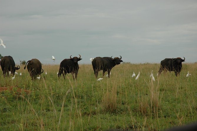 3-Day Murchison Falls National Park - Adventure Safari - Who should book this three-day safari?