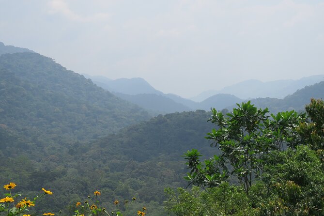3 -Day Private Gorilla Trekking Safari in Bwindi Forest - Should you book it?