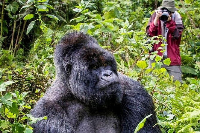 3-Day Private Guided Gorilla Trekking In Uganda - Key points worth knowing before you book