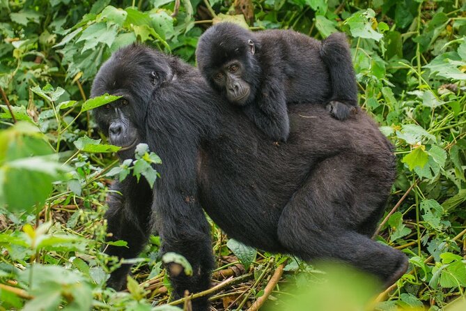3-Day Private Guided Gorilla Trekking In Uganda - Why Bwindi makes this short trip special