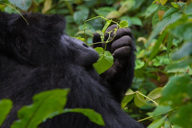 3-Day Private Guided Gorilla Trekking In Uganda - The Batwa visit adds the trip’s human dimension