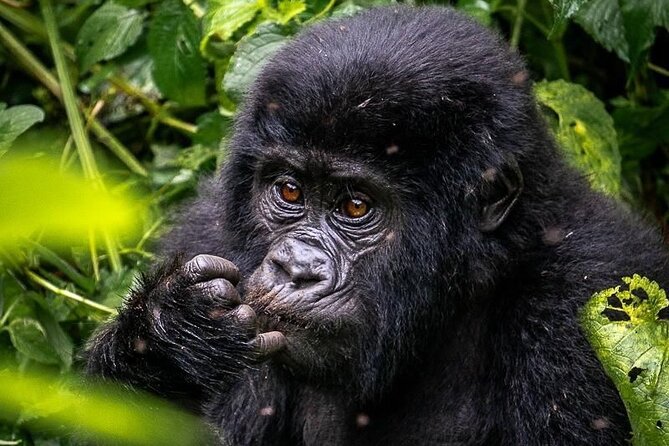 3-Day Private Guided Gorilla Trekking In Uganda - Day 3: Returning to Kampala, Entebbe, or Kigali