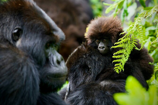 3-Day Private Guided Gorilla Trekking In Uganda - What the $1,498 price really covers