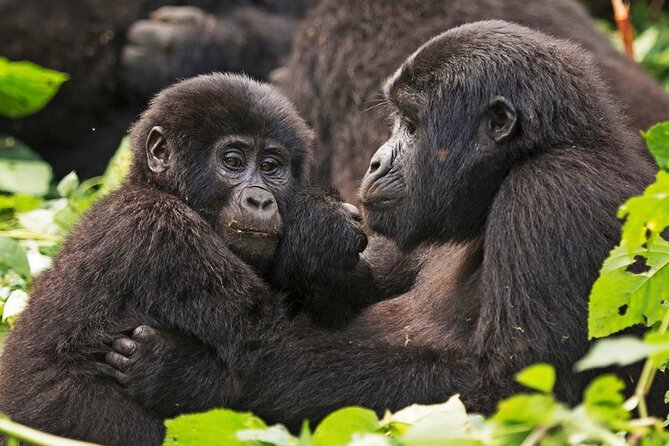 3-Day Private Guided Gorilla Trekking In Uganda - Choosing between Kampala, Entebbe, and Kigali