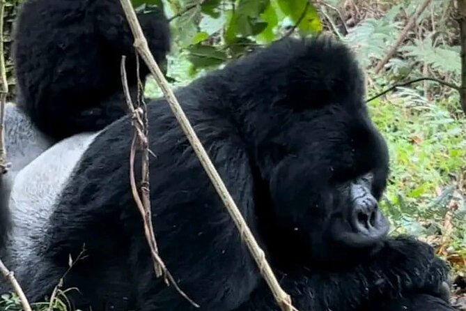 3-Day Private Guided Gorilla Trekking Uganda and Batwa Experience - Quick take: what matters most