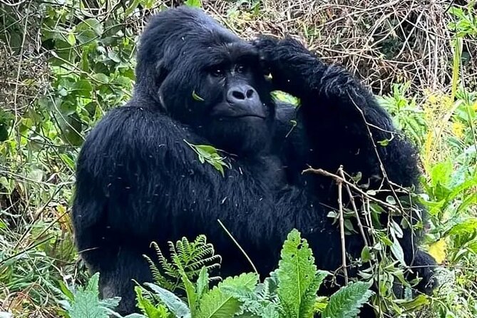 3-Day Private Guided Gorilla Trekking Uganda and Batwa Experience - The long road from Kampala to Bwindi