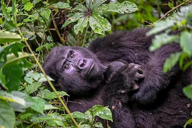 3-Day Private Guided Gorilla Trekking Uganda and Batwa Experience - Why the private format can be useful