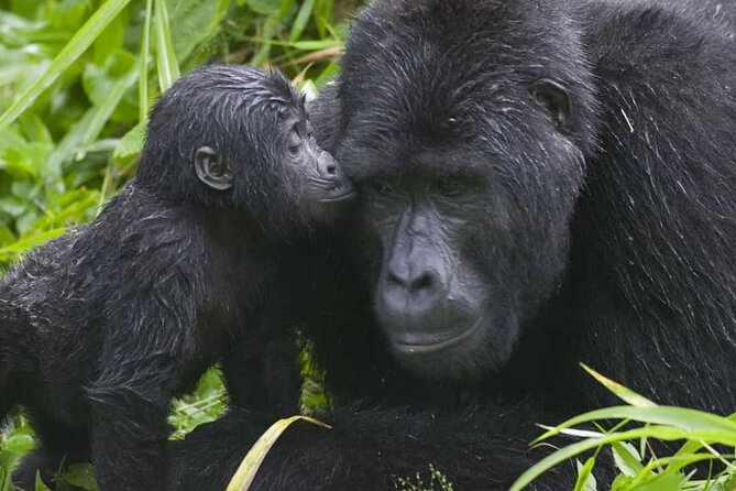 3-Day Private Guided Gorilla Trekking Uganda and Batwa Experience - Meals, accommodation, and what the price covers