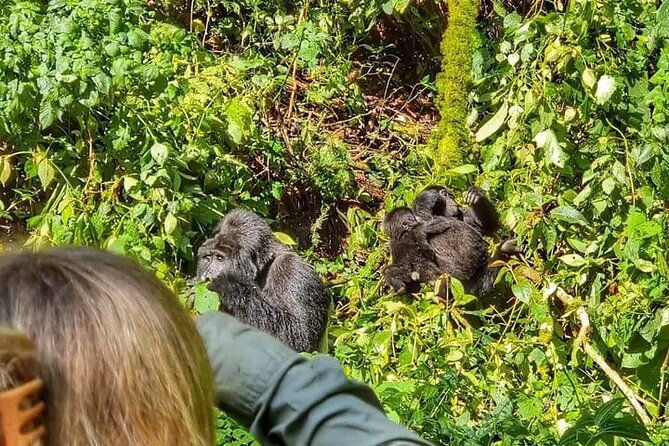 3-Day Private Guided Gorilla Trekking Uganda and Batwa Experience - The gorilla trek: briefing, ranger, and porter