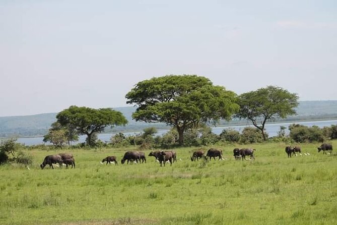 3-Day Private Safari of Murchison Falls National Park - Six things to know before booking
