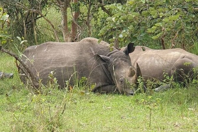 3-Day Private Safari of Murchison Falls National Park - Day 2: The best wildlife day of the trip