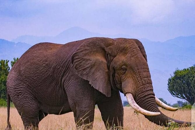 3-Day Private Safari of Murchison Falls National Park - Who will enjoy this safari most