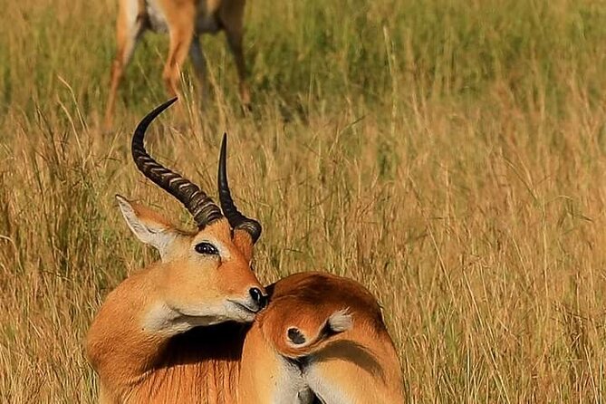 3-Day Private Safari of Murchison Falls National Park - Practical advice for making the days easier