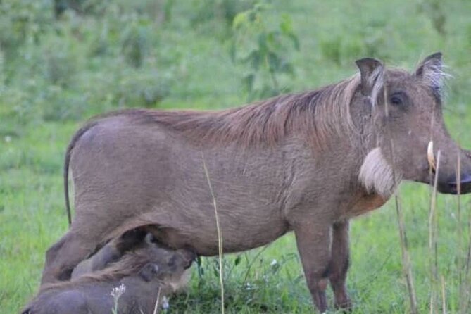 3-Day Private Safari of Murchison Falls National Park - Should you book the Murchison Falls safari?