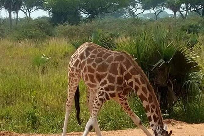 3-Day Private Safari of Murchison Falls National Park - Day 1: Rhinos first, then the long road north